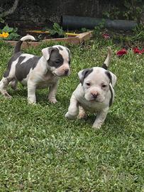 American Bully