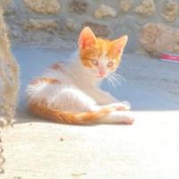 Gattini dolcissimi