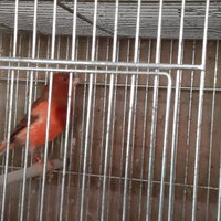 Canarini varie colorazioni