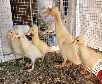 Anatroccoli di bali cornute siciliane galline mara