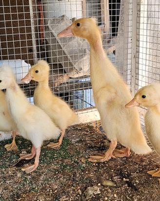 Anatroccoli di bali cornute siciliane galline mara