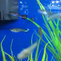 Pesci acqua dolce Guppy, Molly,Platy,porta spada