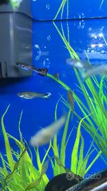 Pesci acqua dolce Guppy, Molly,Platy,porta spada