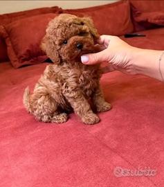 Cuccioli barboncino toy