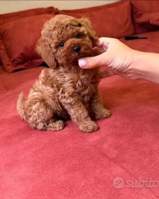 Cuccioli barboncino toy
