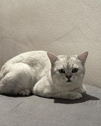 ? British Shorthair ?