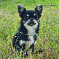 Chihuahua Stallone per monte Pedigree Enci
