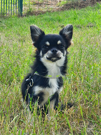Chihuahua Stallone per monte Pedigree Enci