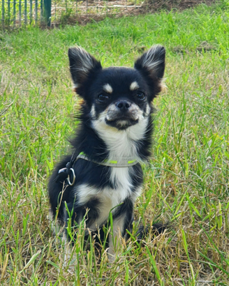 Chihuahua Stallone per monte Pedigree Enci