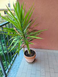 pianta yucca oltre 1 metro di altezza