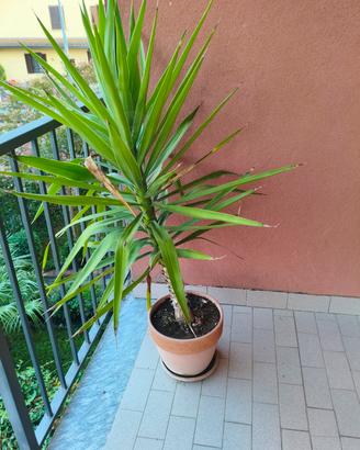 pianta yucca oltre 1 metro di altezza