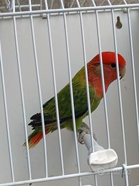 Coppia roseicollis opalino por ino per avorio ino