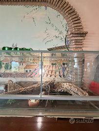 Pogona + teca e accessori