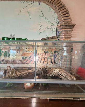 Pogona + teca e accessori