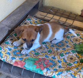 Jack Russell