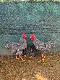 Galli e gallina Amrock