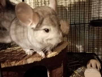 Cucciolo di cincillà