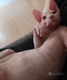 cucciolo Sphynx 