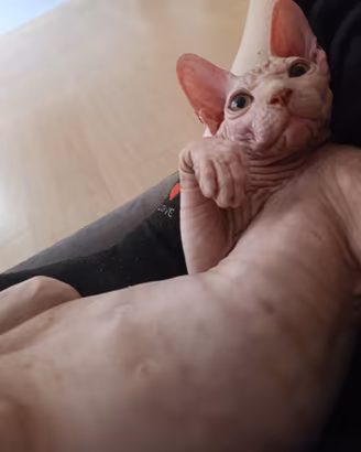 cucciolo Sphynx 