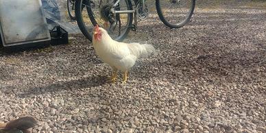 Gallo adulto cresta doppia