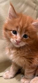 Maine COON cucciolo