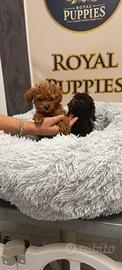Cuccioli barboncino Toy mini Toy nano M E F