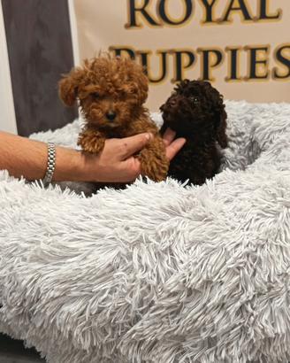 Cuccioli barboncino Toy mini Toy nano M E F