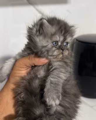 Gatti persiano