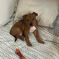 Cucciolo di Pitbull XL