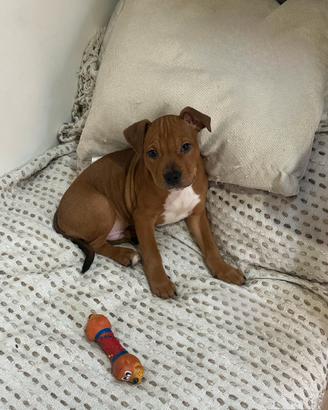 Cucciolo di Pitbull XL