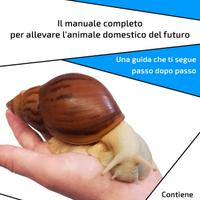 Manuale di allevamento Chiocciole Giganti (PDF)