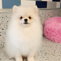 Spitz Pomerania bianco crema