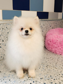 Spitz Pomerania bianco crema
