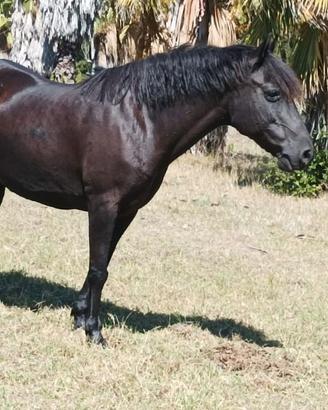 Cavallo