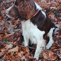 Cane per monta, springer spaniel