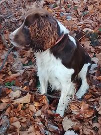 Cane per monta, springer spaniel