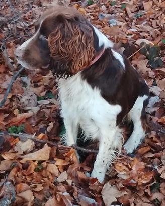 Cane per monta, springer spaniel