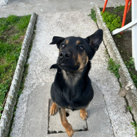 Cucciola taglia media di 11 mesi