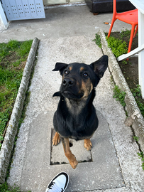 Cucciola taglia media di 11 mesi