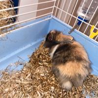 Coniglio nano testa di leone