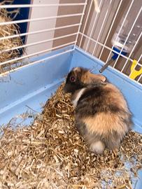 Coniglio nano testa di leone