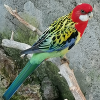 Maschio rosella comune