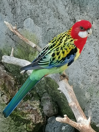 Maschio rosella comune