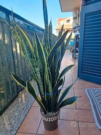 Pianta  da interno vera sanseviera