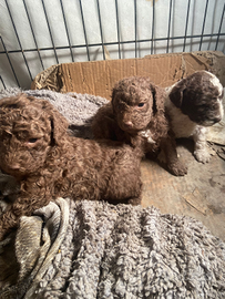 Cuccioli lagotto romagnolo