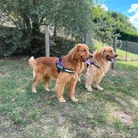 Golden retriever americano