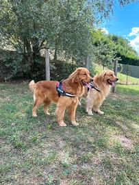 Golden retriever americano