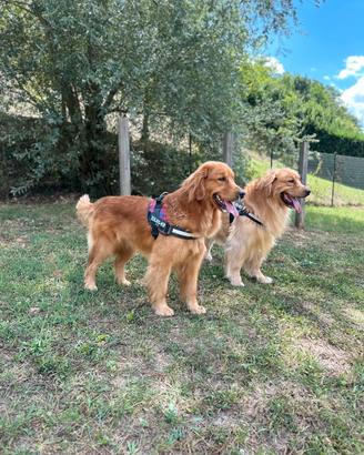 Golden retriever americano