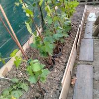 piante di vite di uva da tavola in vasi 