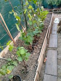 piante di vite di uva da tavola in vasi 